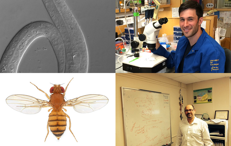 Des animaux modèles pour l'éternité.