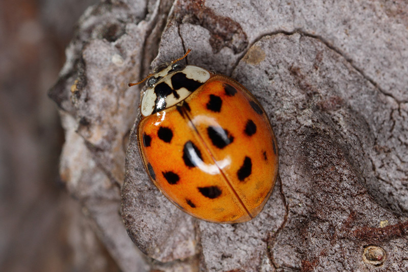 Une coccinelle envahissante
